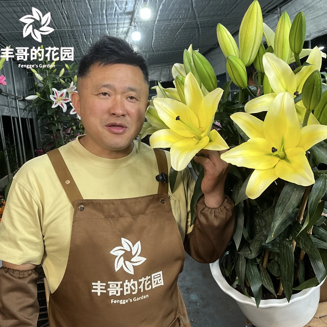 《黄天霸—木门周长22/24cm》进口单瓣香水百合种球1颗