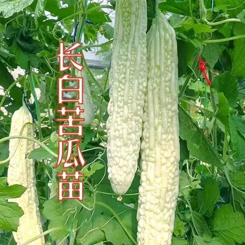 大白苦瓜种苗早熟高产白苦瓜秧苗春季四季播农家菜园蔬菜苗种籽子