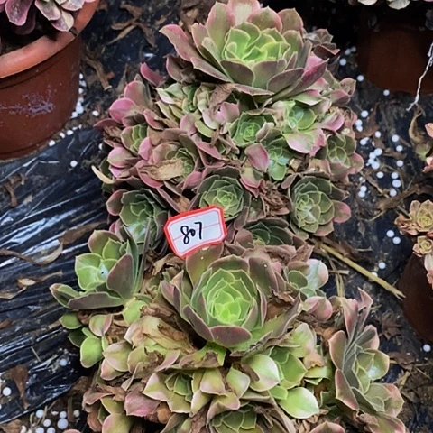 香妃老桩捧花两棵807号