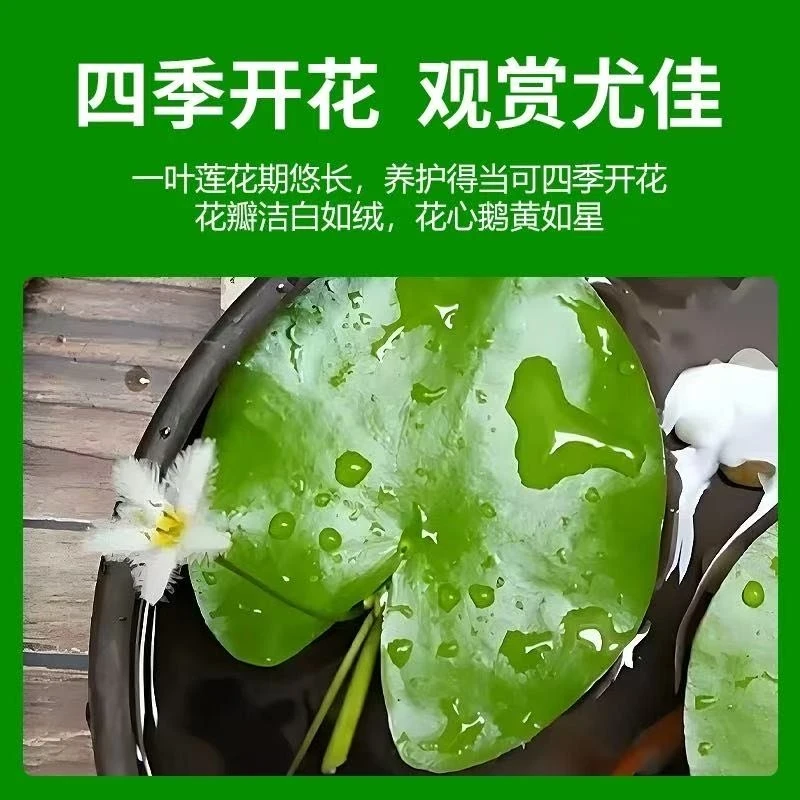 【直播福利】买一发2 一叶莲浮萍 多年生净化水质开花水草