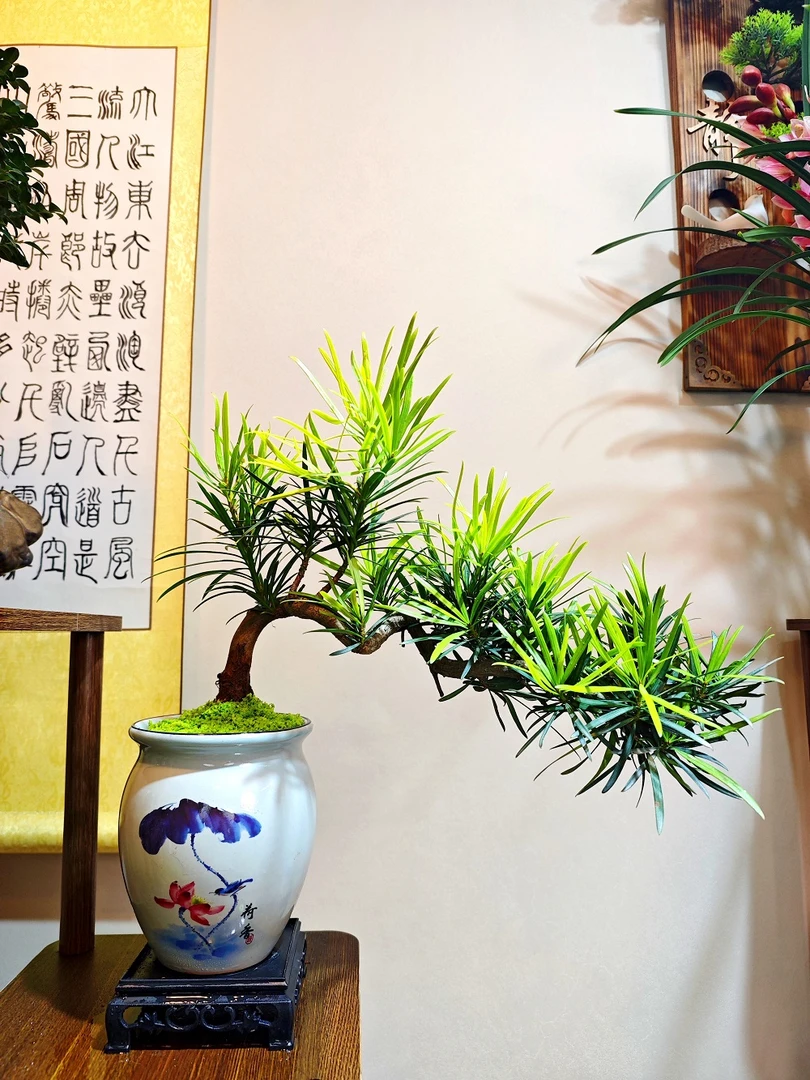 雀舌罗汉松临水临崖飘枝造型绿植盆景盆栽四季常青好养易活