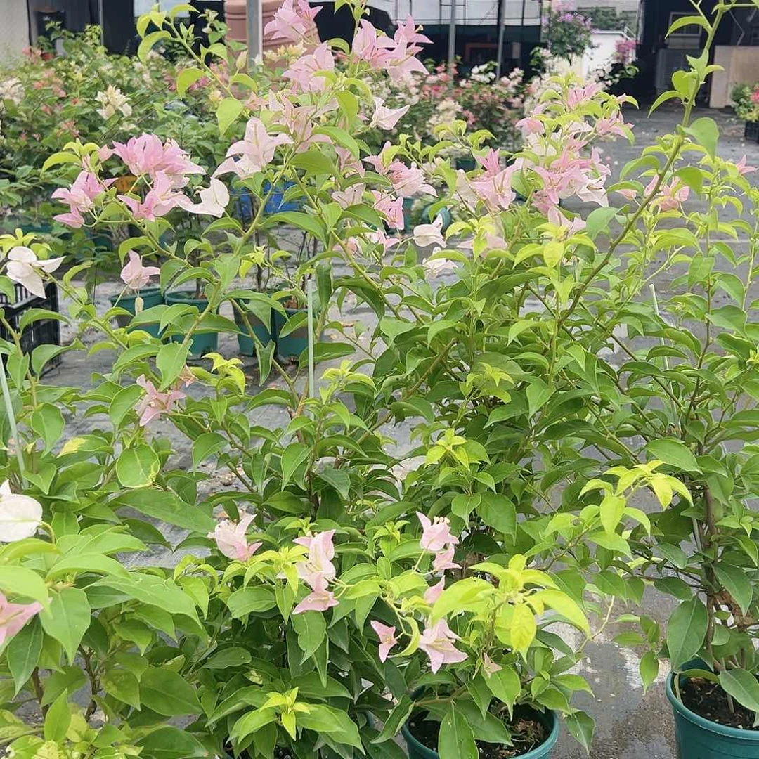 大部分开放少量花苞姬小桃一颗