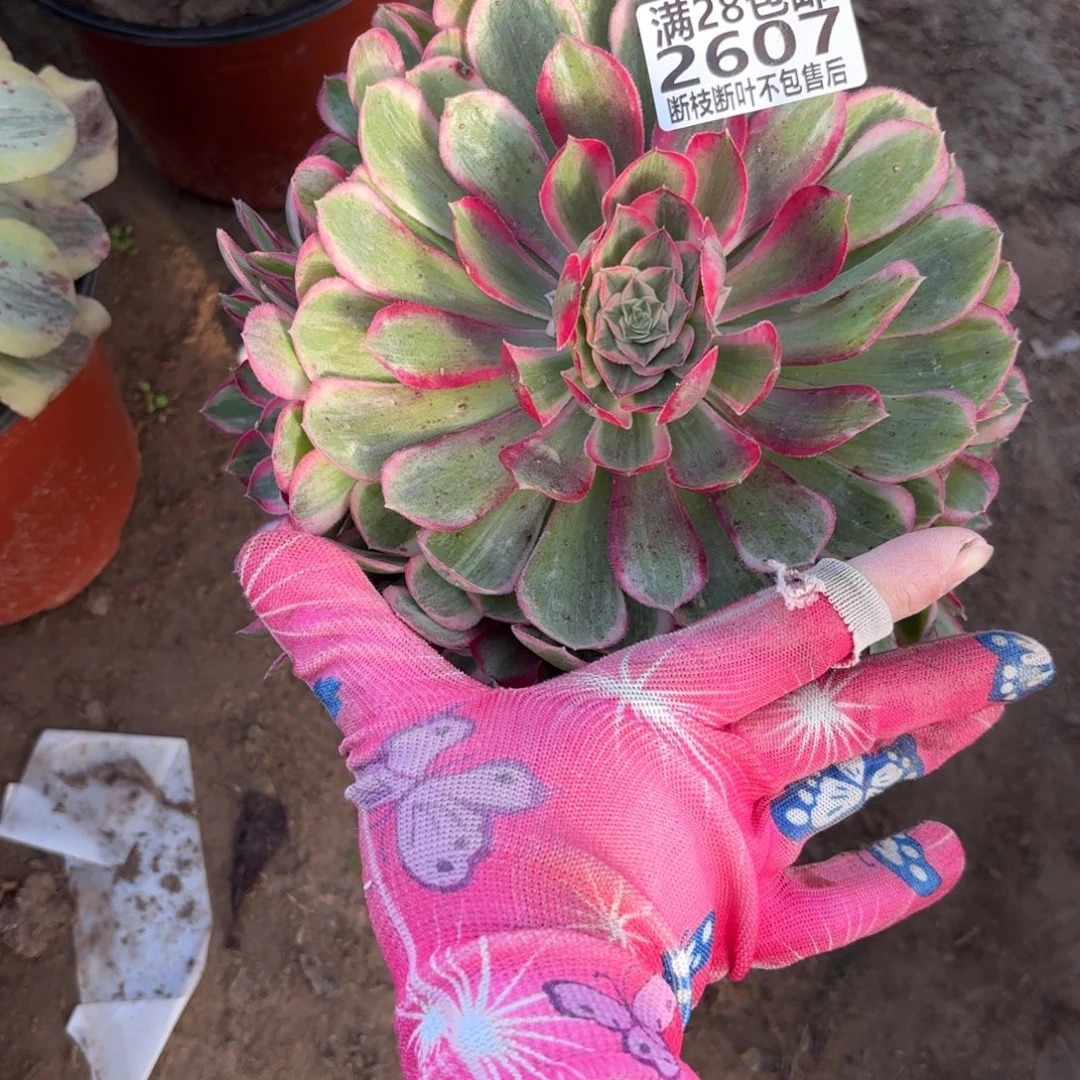 M. 2607孔雀翎多肉葡萄。cede