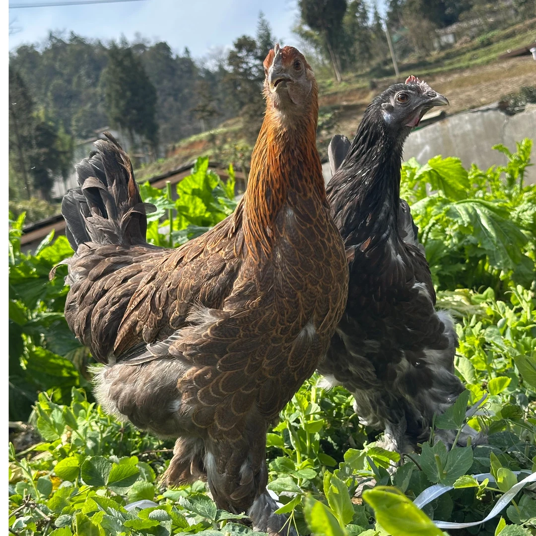 【三妹专属】【降价处理】【卖完截止】【宠物鸡】【土鸡】顺丰包邮