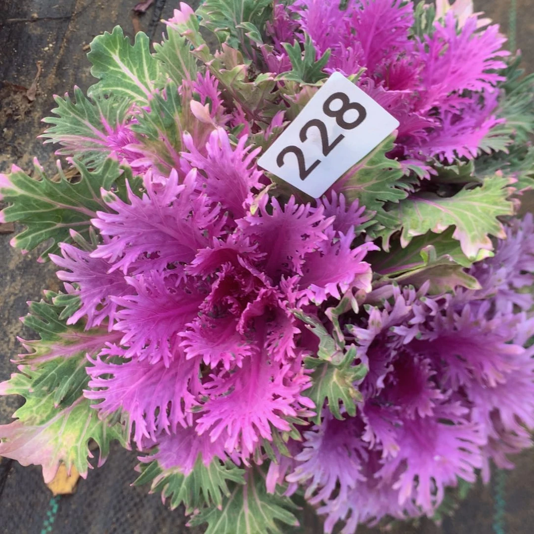 228羽鹤多肉植物