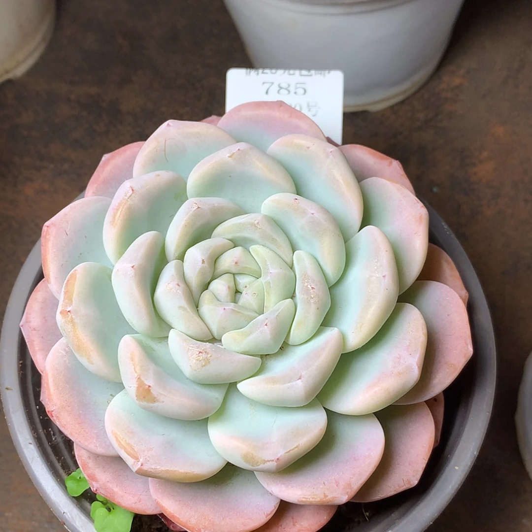 【闪购商品】云785号