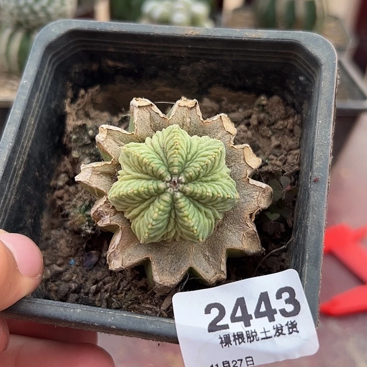 2443号草球嫁接老花笼三厘米
