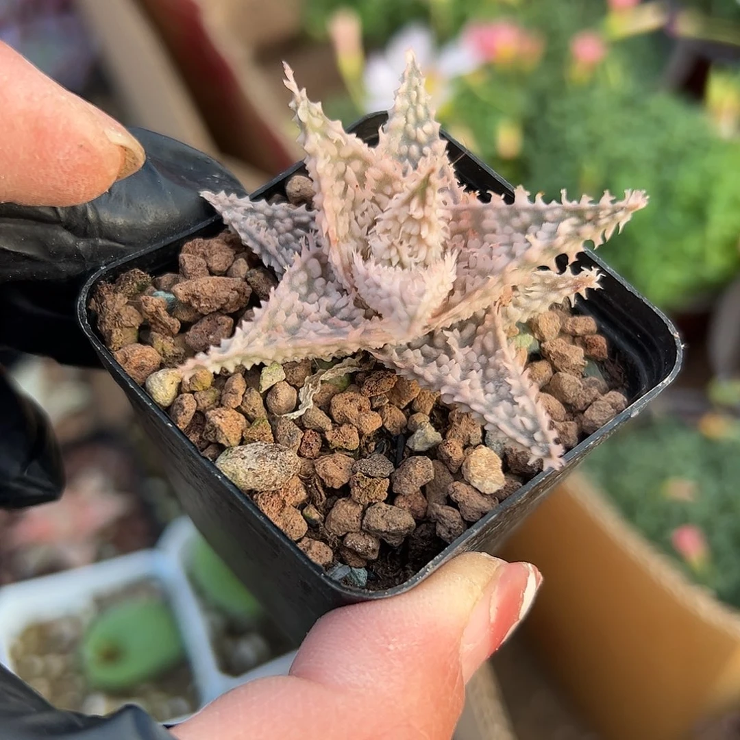 多肉植物多肉植物