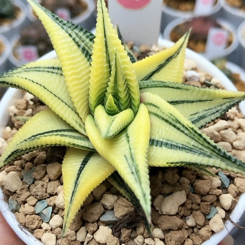 【闪购商品】琉璃殿1