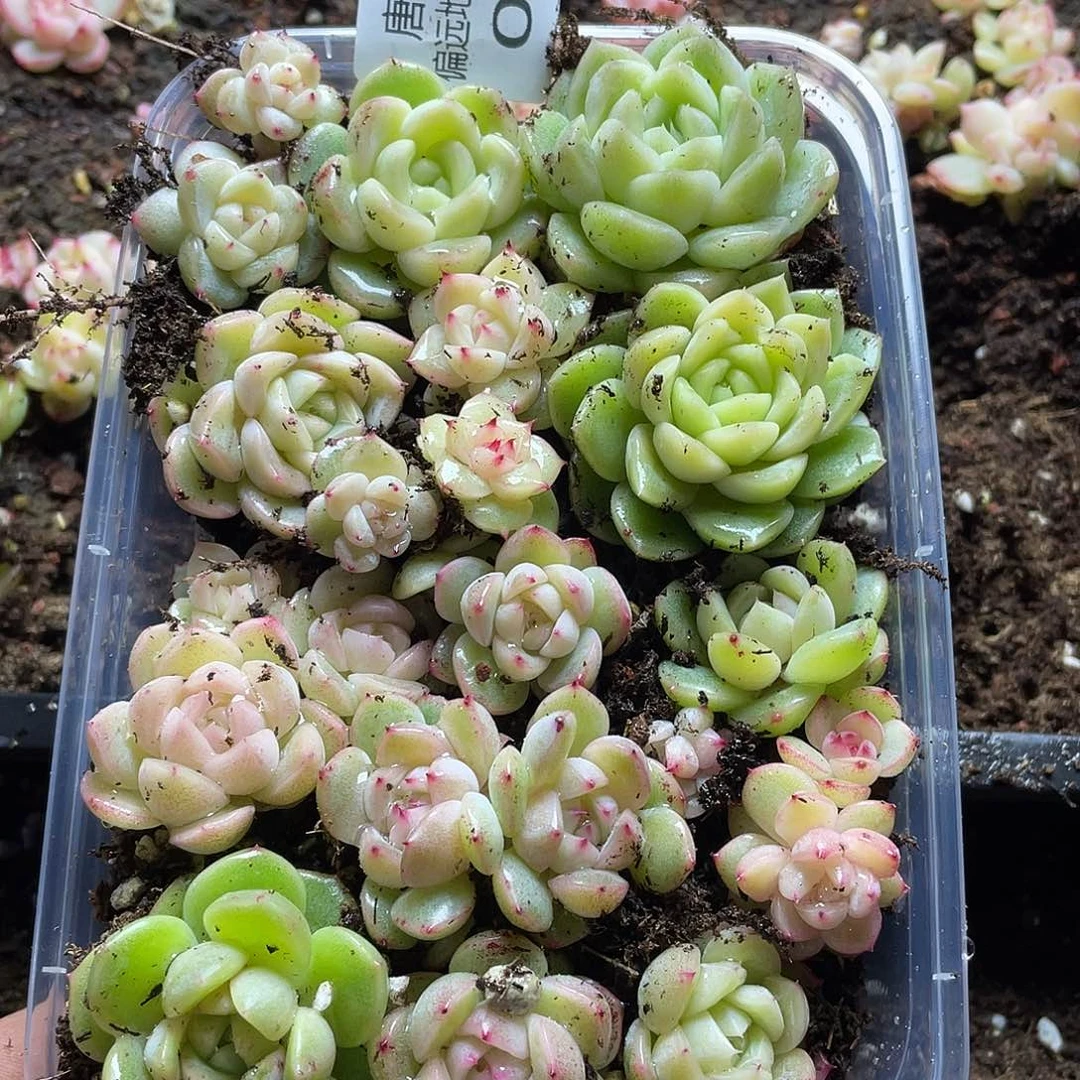 木*果2s+珍妮混一物一拍028