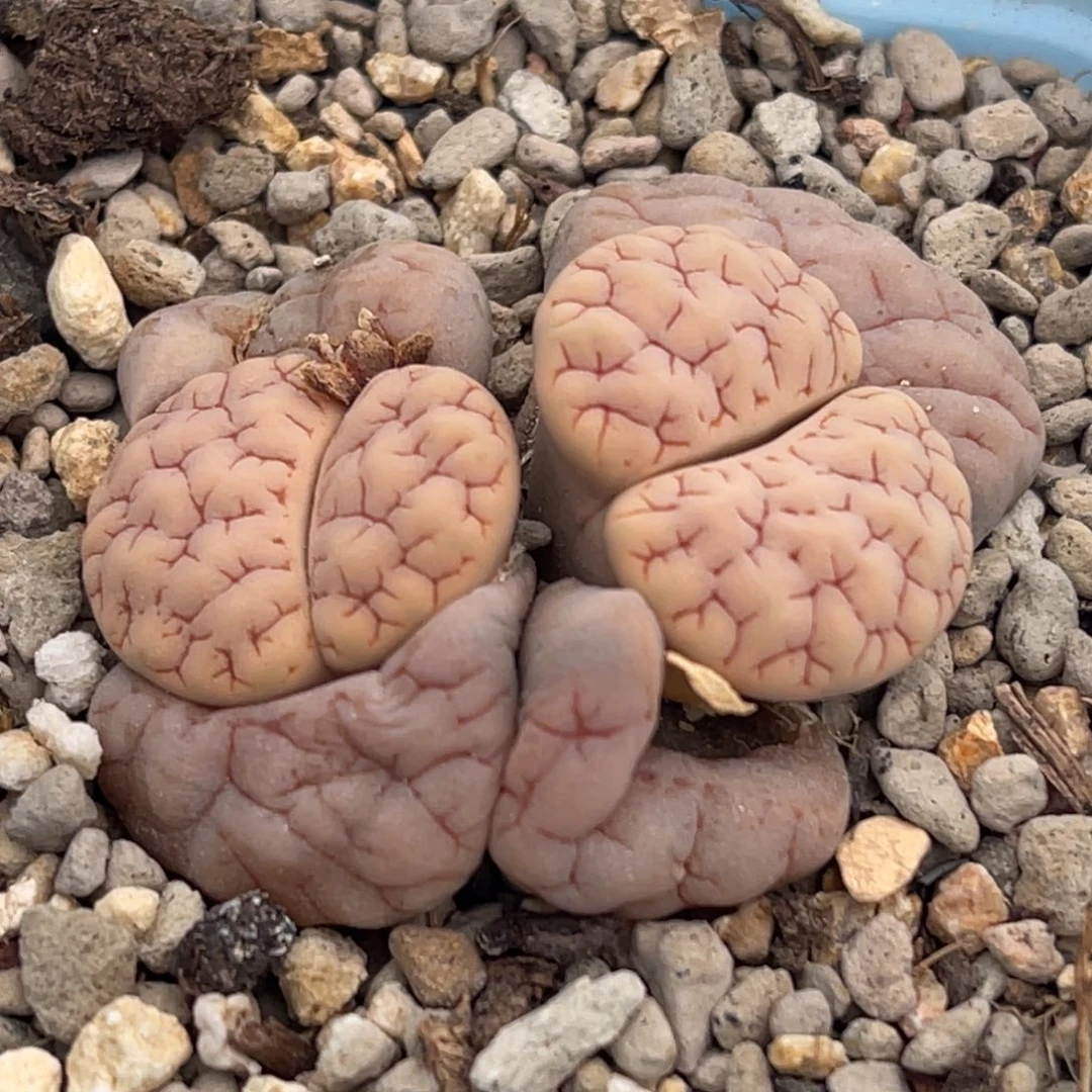 7655双头粉皮红纹189一颗