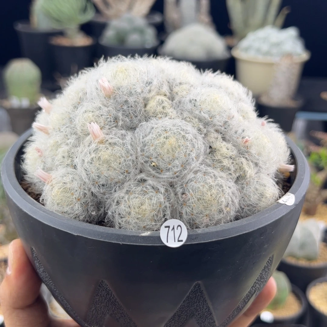 白星乳突13一物一拍712