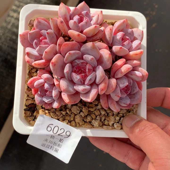 6029超美橙梦露雪天使默认有砍