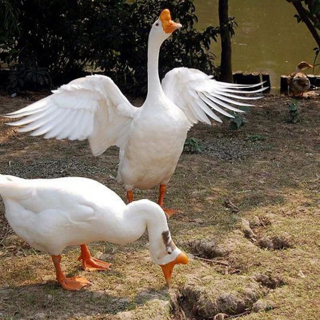 农村散养2年以上老鹅，当天现宰，铁锅炖