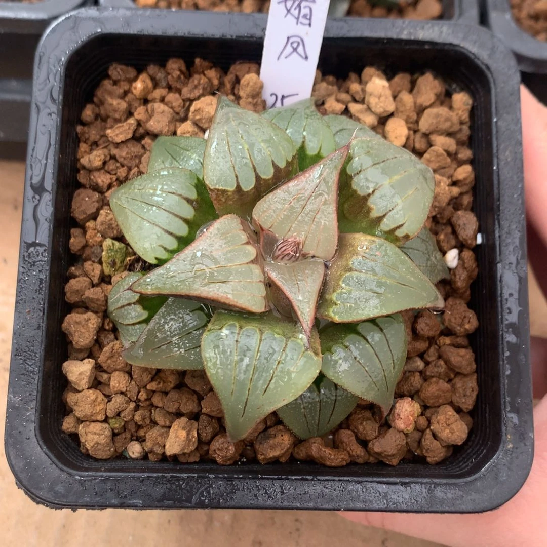 瑞**身媚凤寿一物一拍带盆