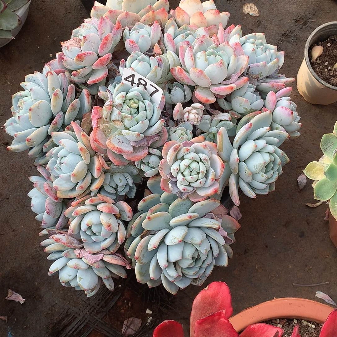 487冷香 一物一拍多肉