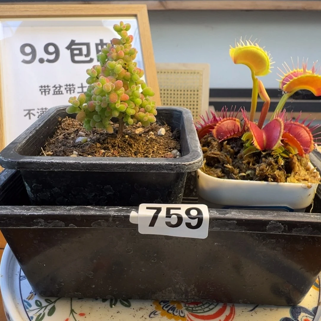 枝干番杏多肉植物759