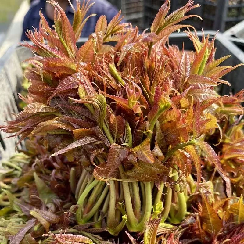 沂蒙山头茬香椿芽嫩香椿新鲜香椿芽现摘现发香味足嫩