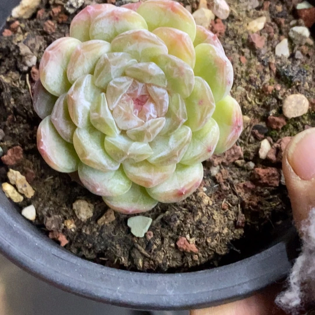 精品多肉一物一拍不包整427