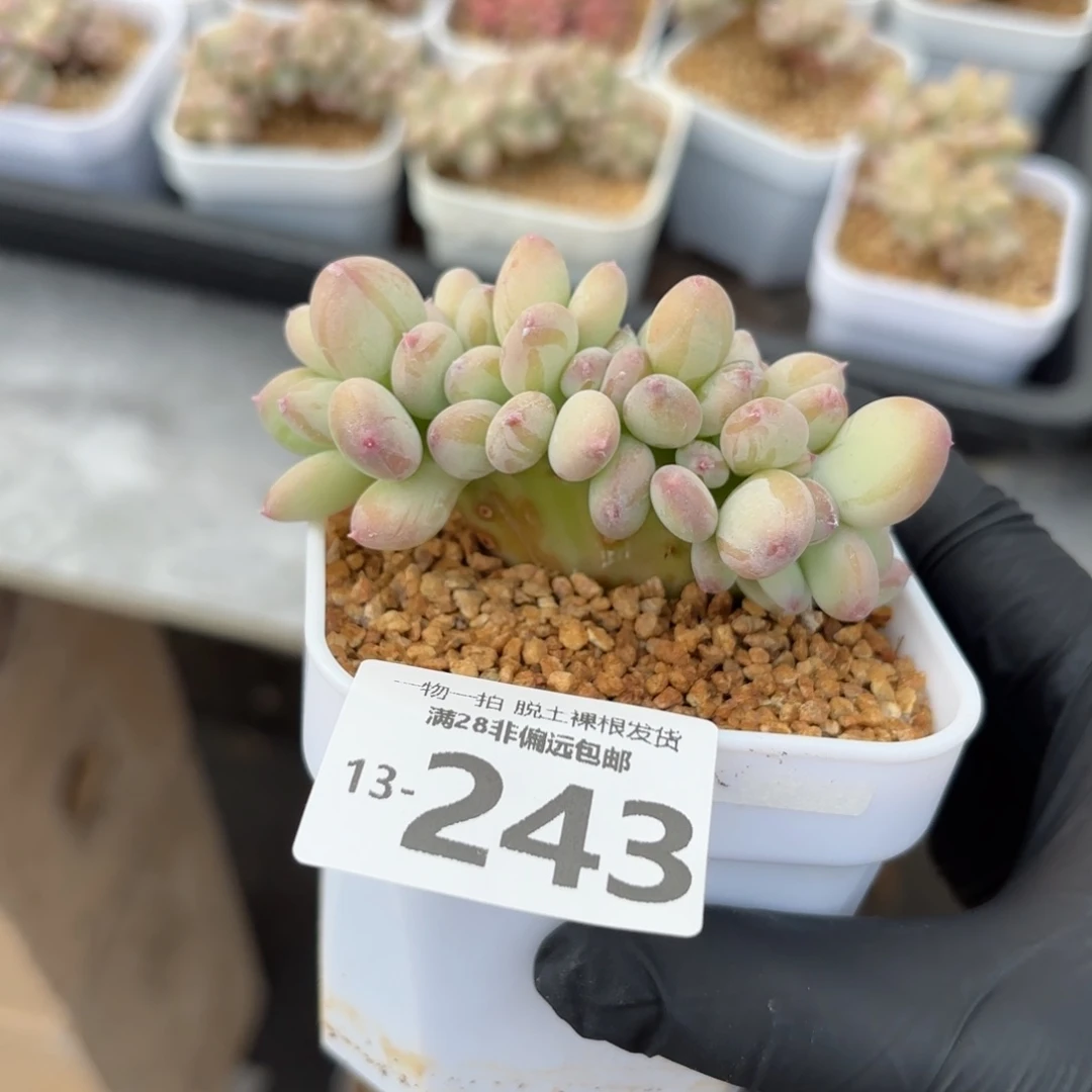 三日月美人缀化多肉