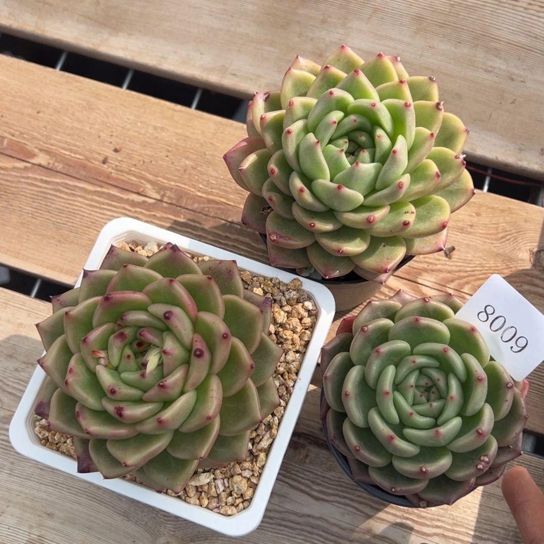 8009多肉的多多多