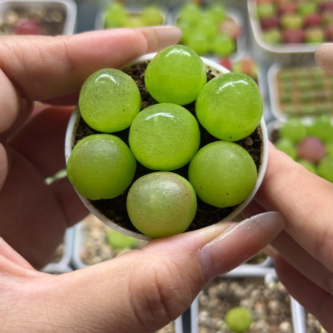 521灯泡7颗裸根发货