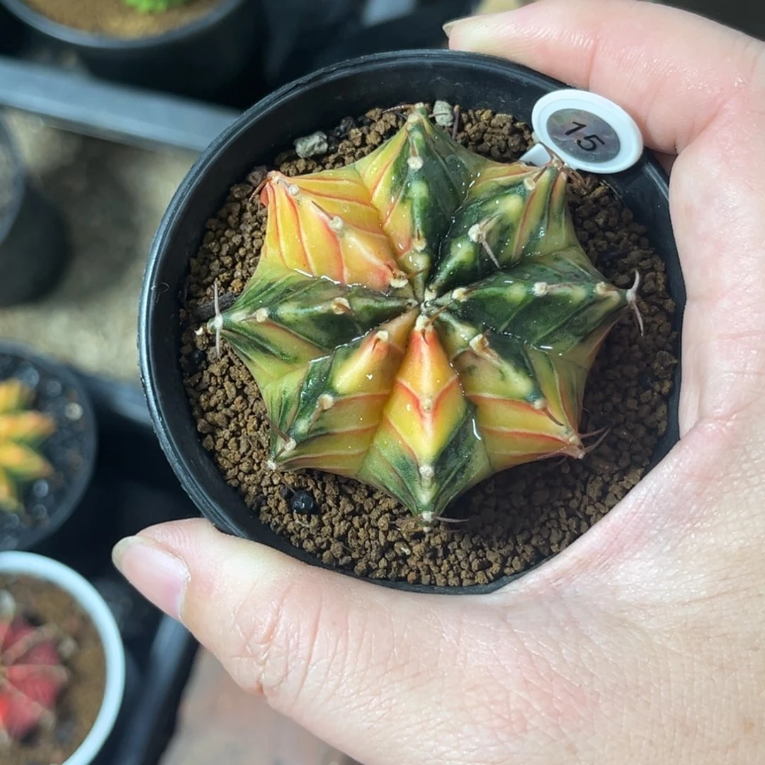 云*闲15泰系肋骨锦，带盆土发货