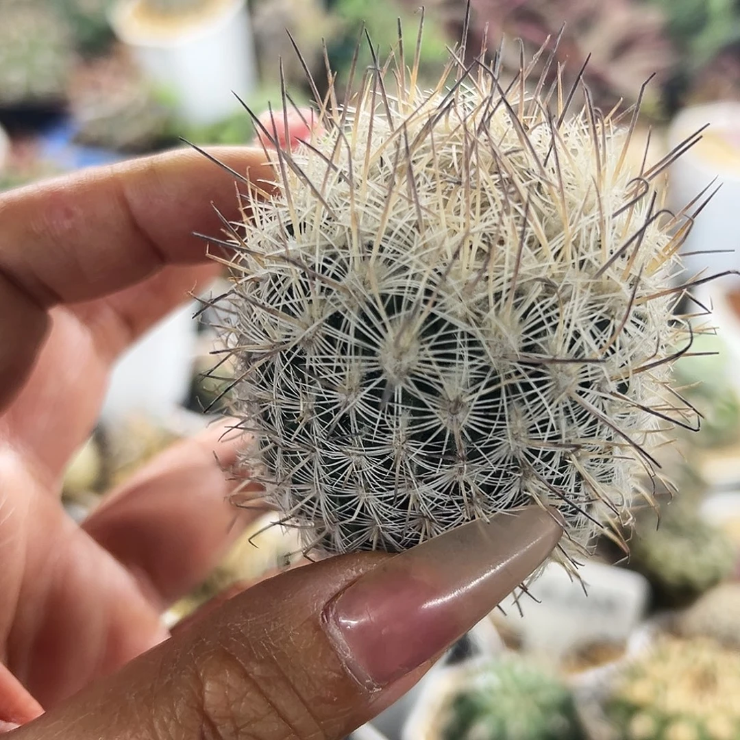 藤荣丸有根仙人球66666666