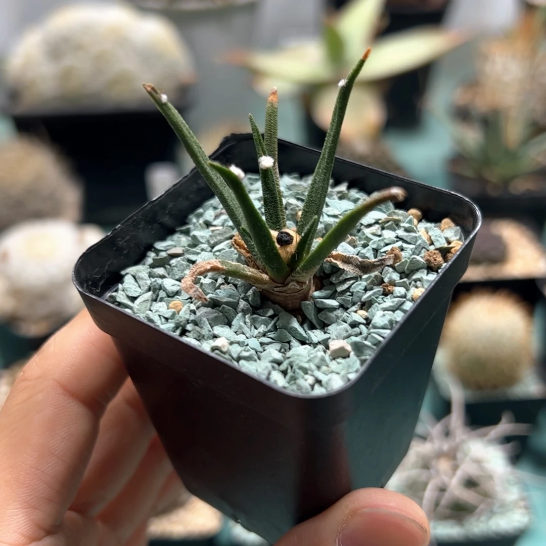 实生龙舌兰 脱土发货