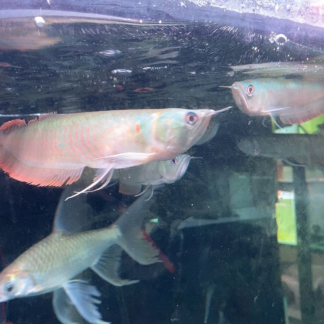 海水七彩银龙 福利价格