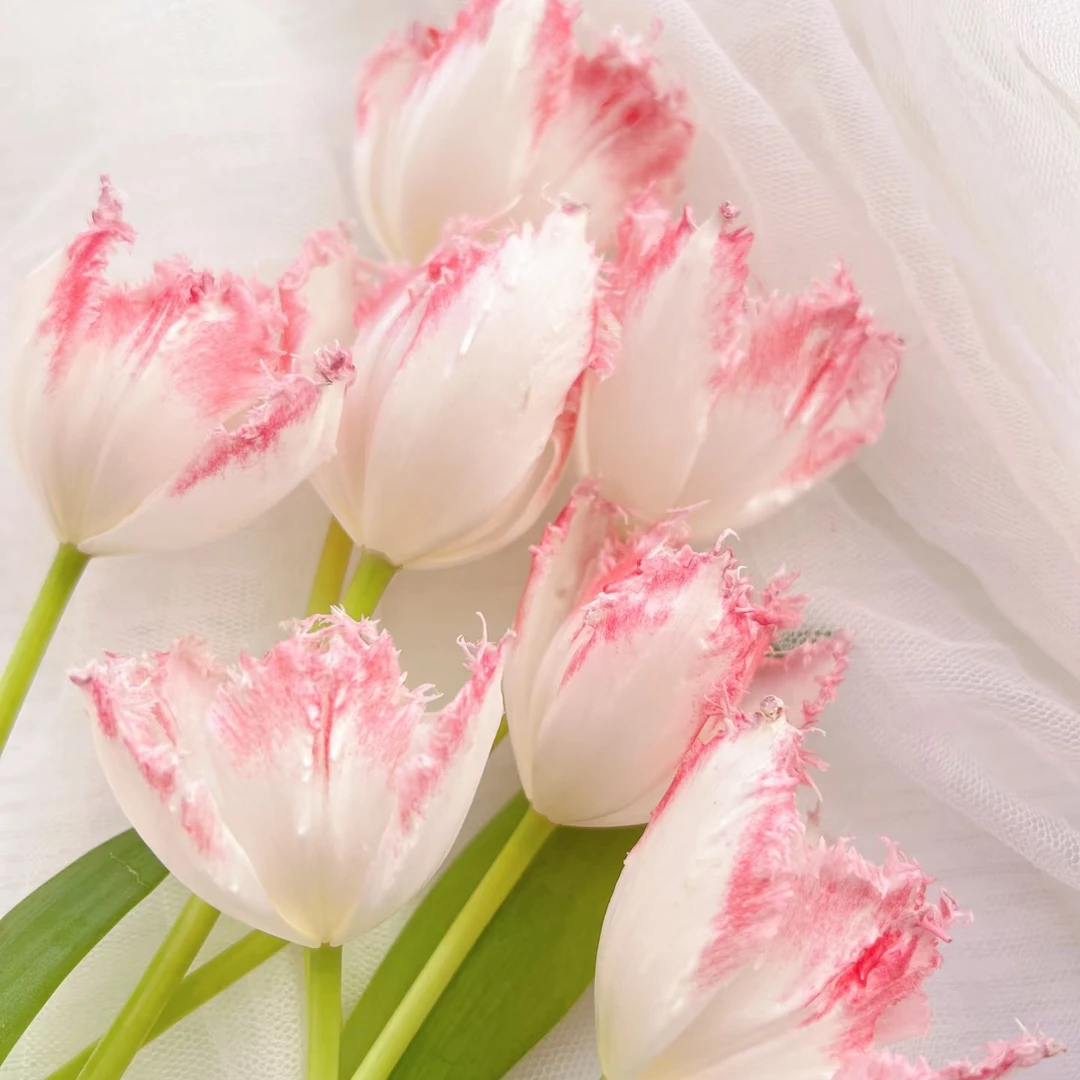 粉色郁金香  （居家办公优选）《东北基地发货》