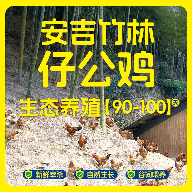 竹林散养仔公鸡肉质紧实有嚼劲单只净重950g（三只装）