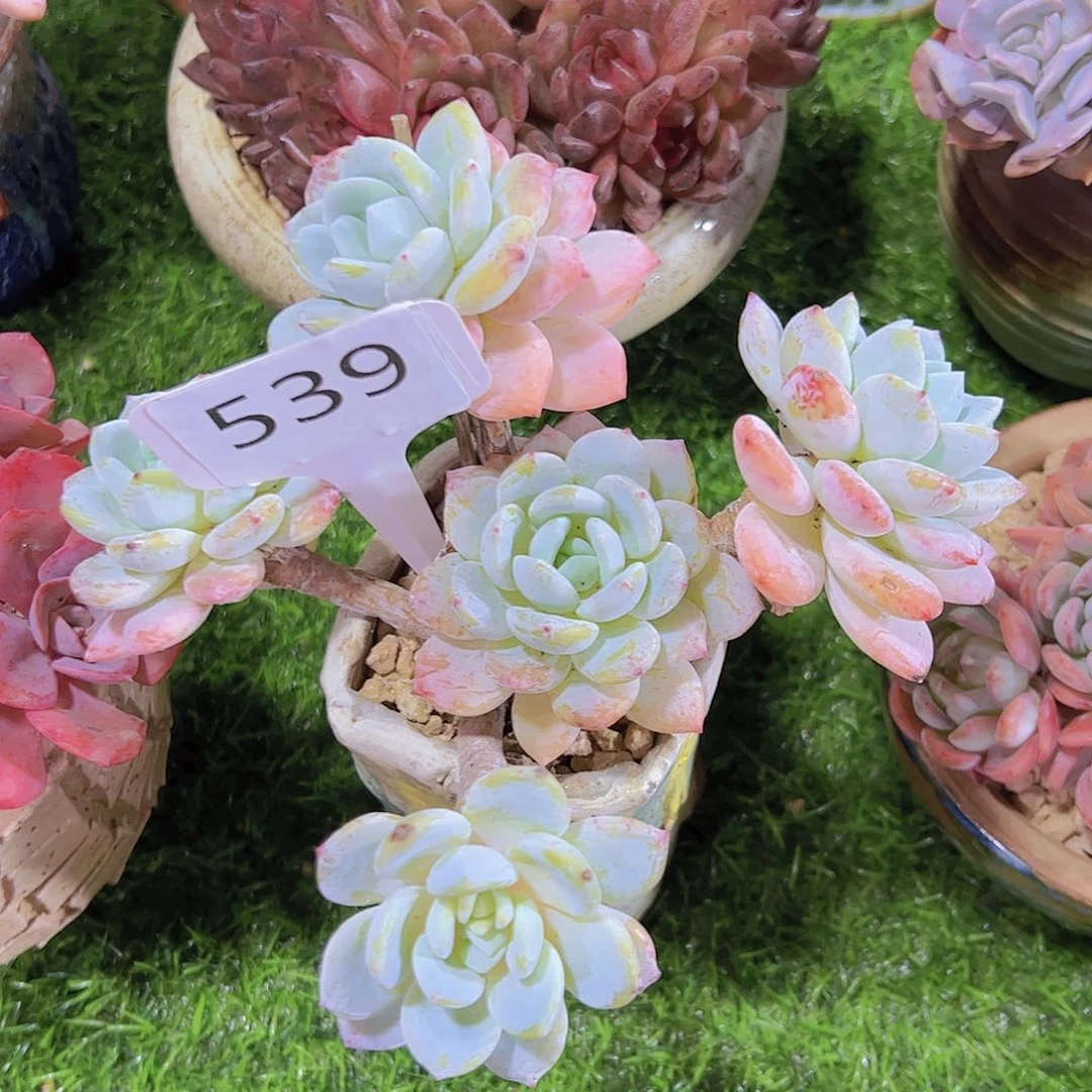 ?***?539冷香19.9元元元