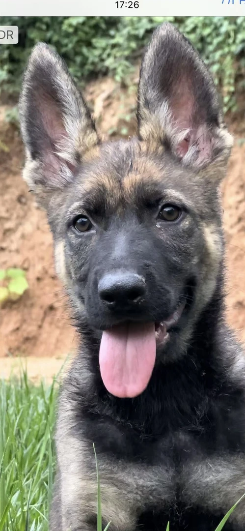 尤里斯后代东德牧羊犬幼犬血统宠物网红犬