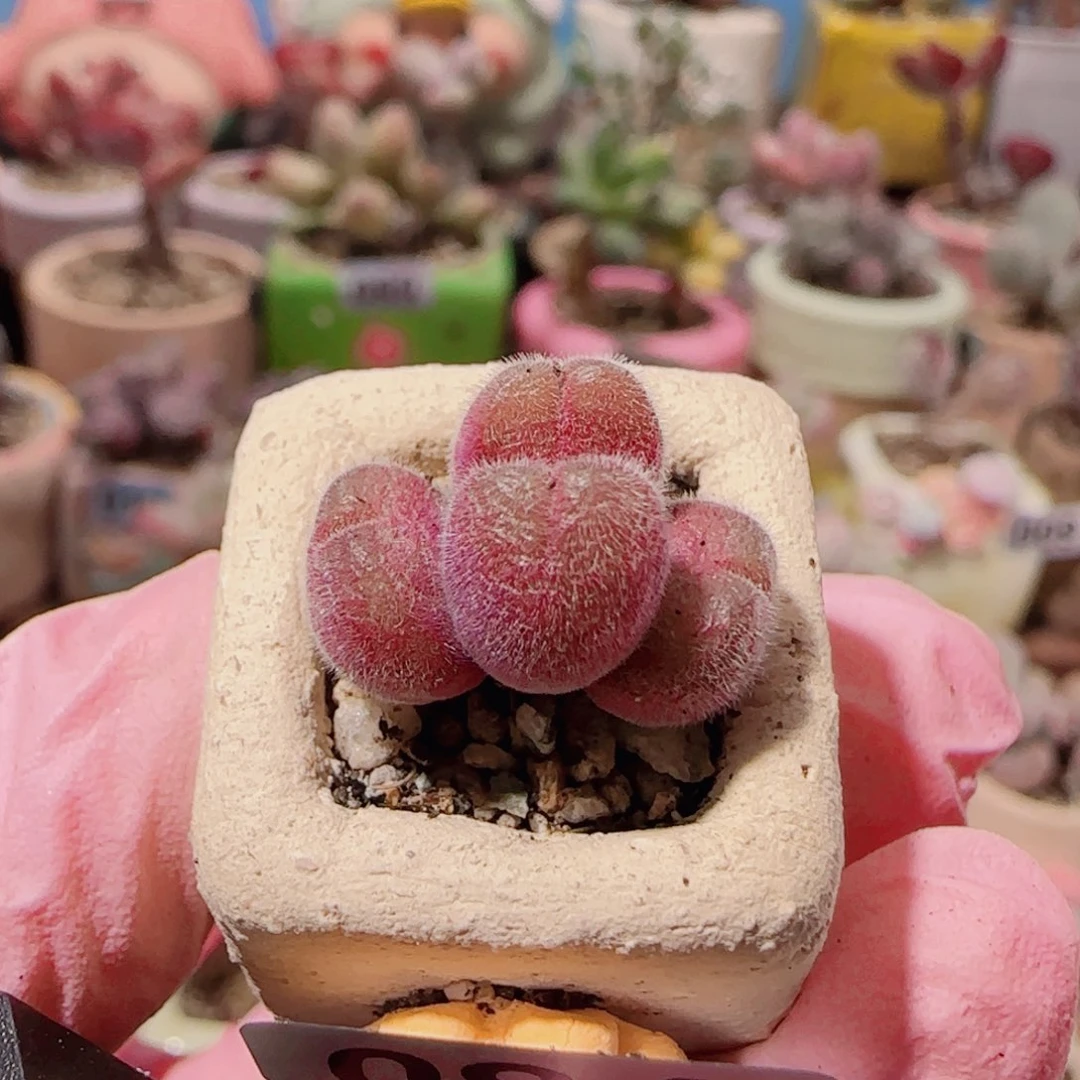 T可爱红红毛翠盆口1.5cm