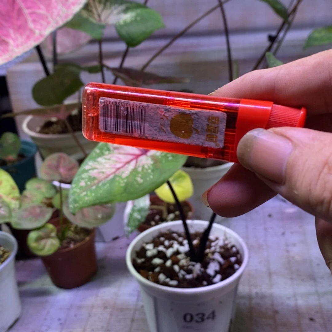 【闪购商品】不开花植物水蜜桃866覆盆子043