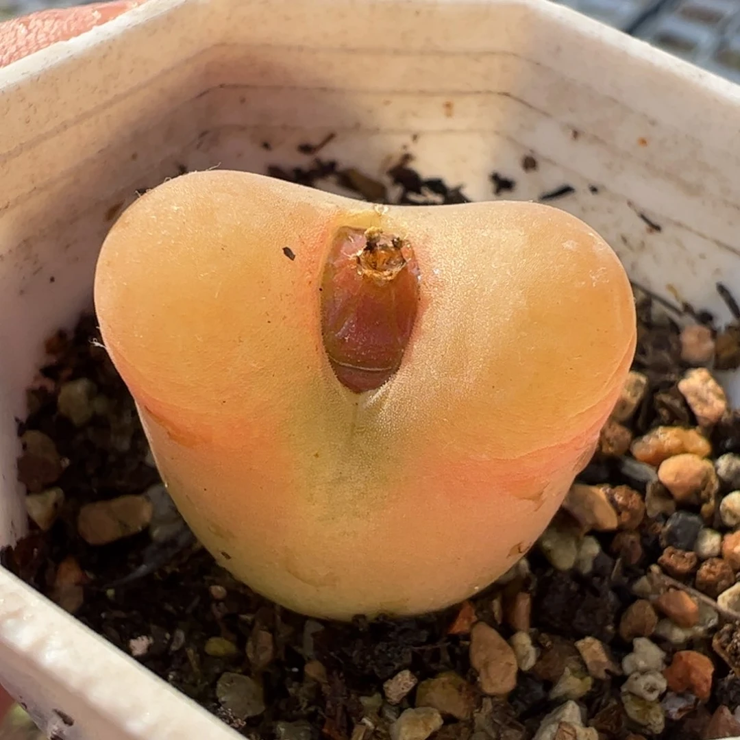 .77多肉植物百科