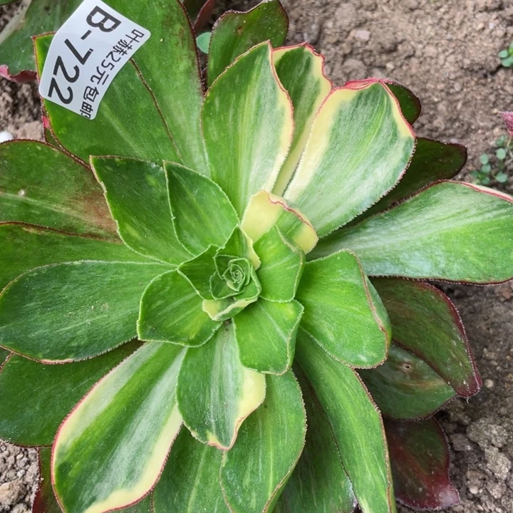 722魅影七彩多破了12345678