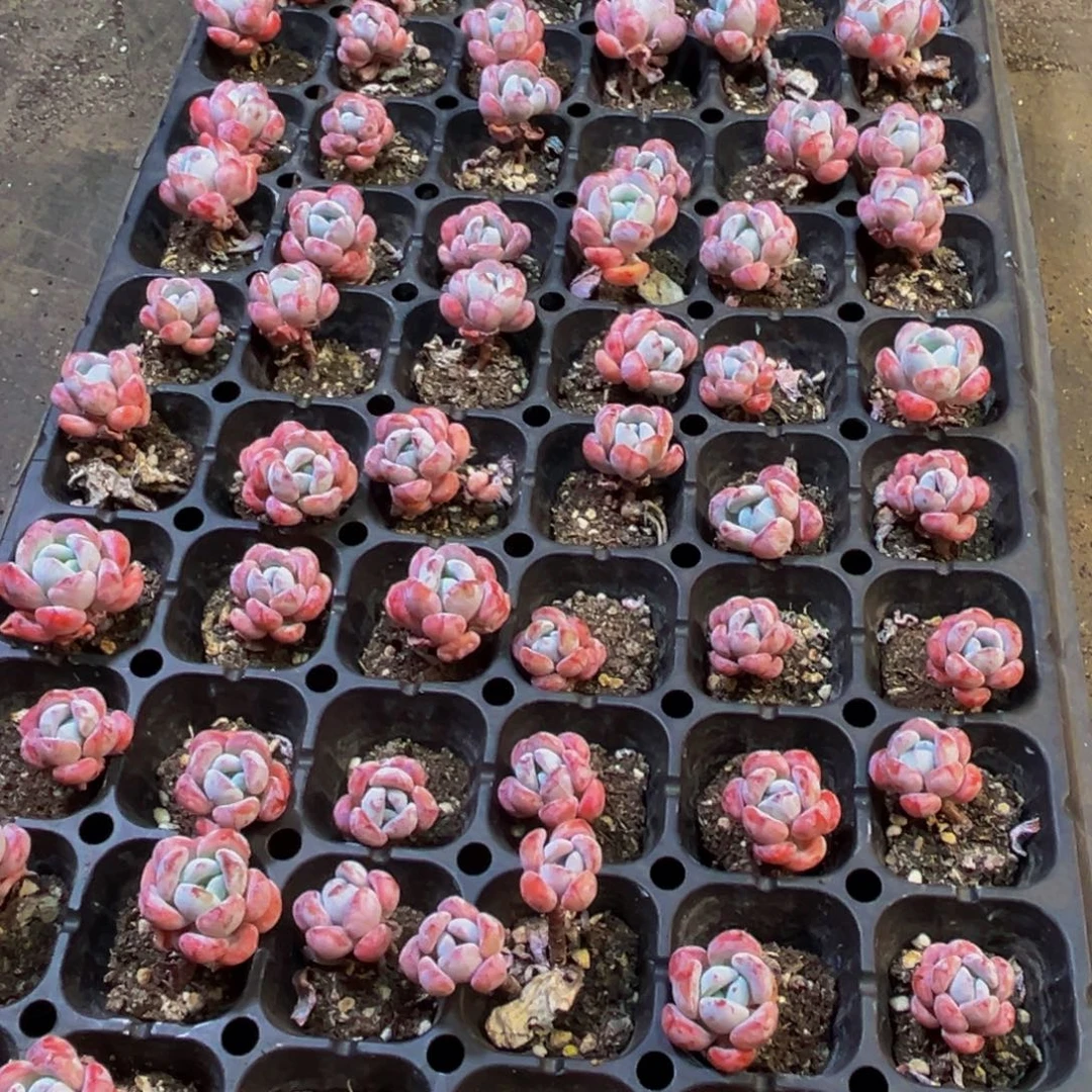 703多肉植物和植物在这里