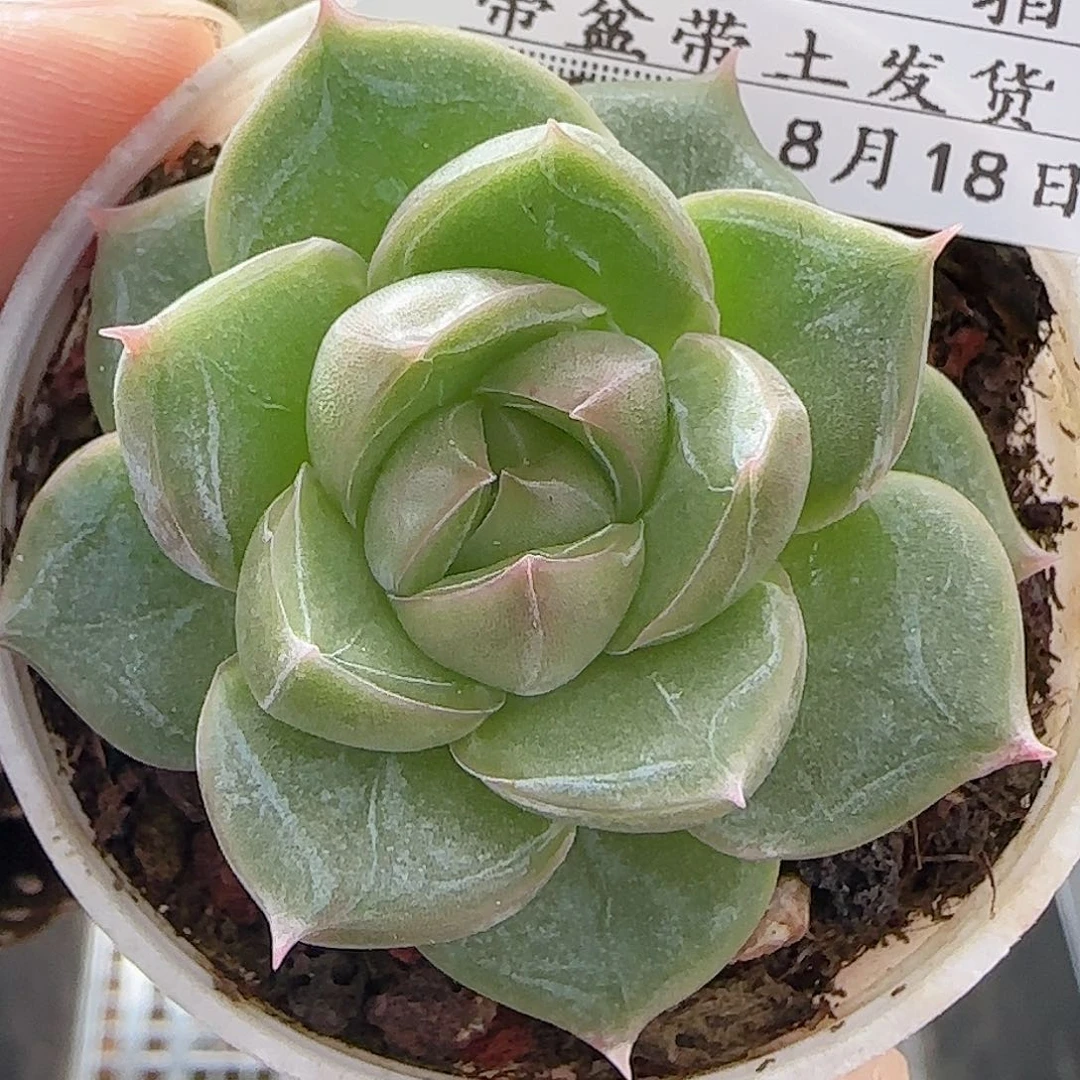 多肉0818-43福利福利