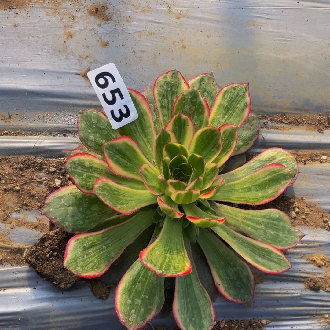 653万圣节粉拉丝多肉