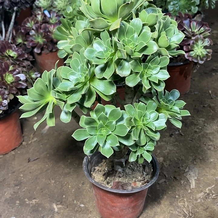 多肉植物法师香馥24