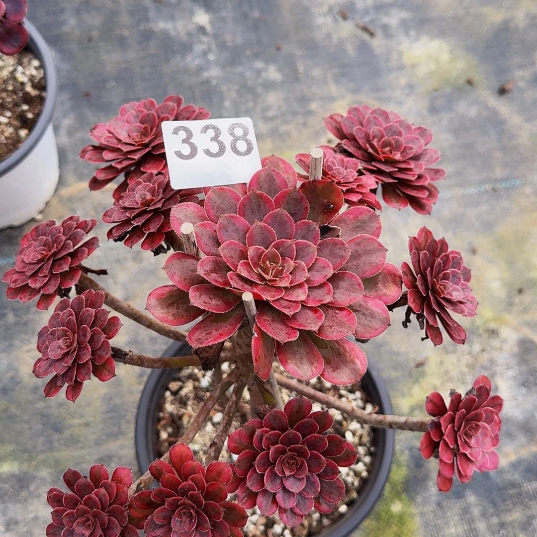 338黑天鹅法师植物
