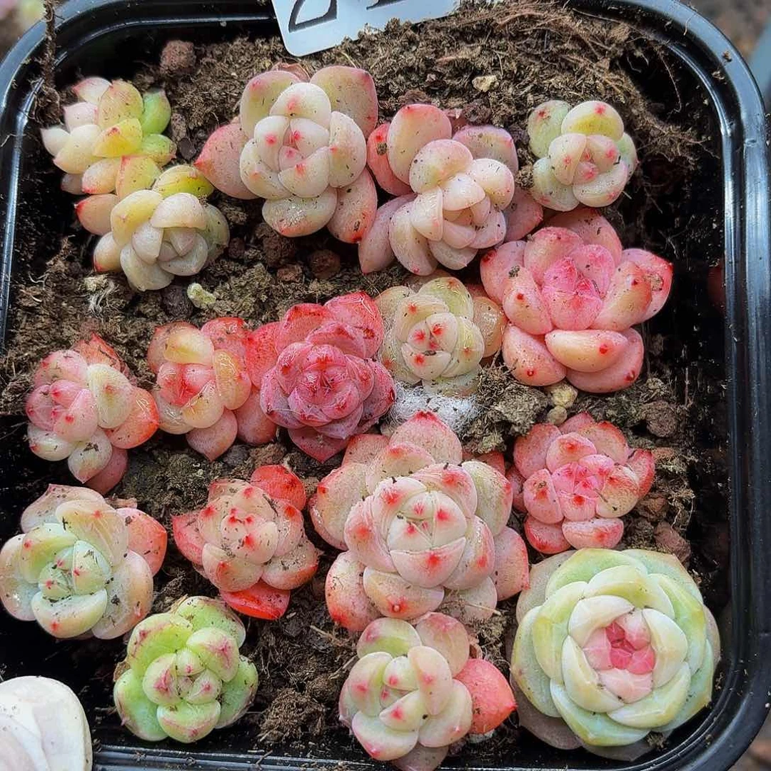 多肉植物多肉植物214