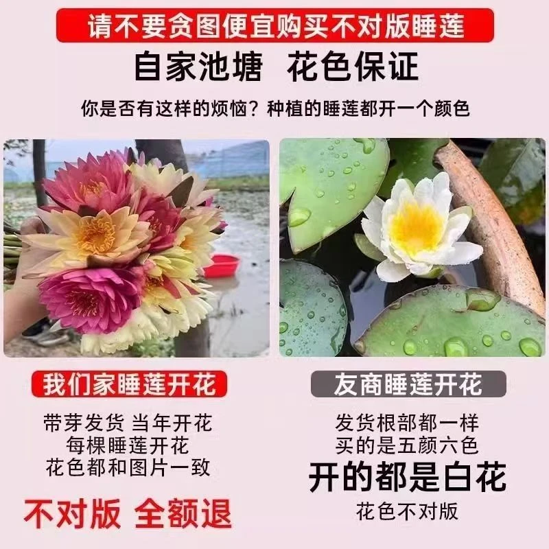 睡莲根块水培植物四季开花不断庭院鱼池水生花卉盆栽