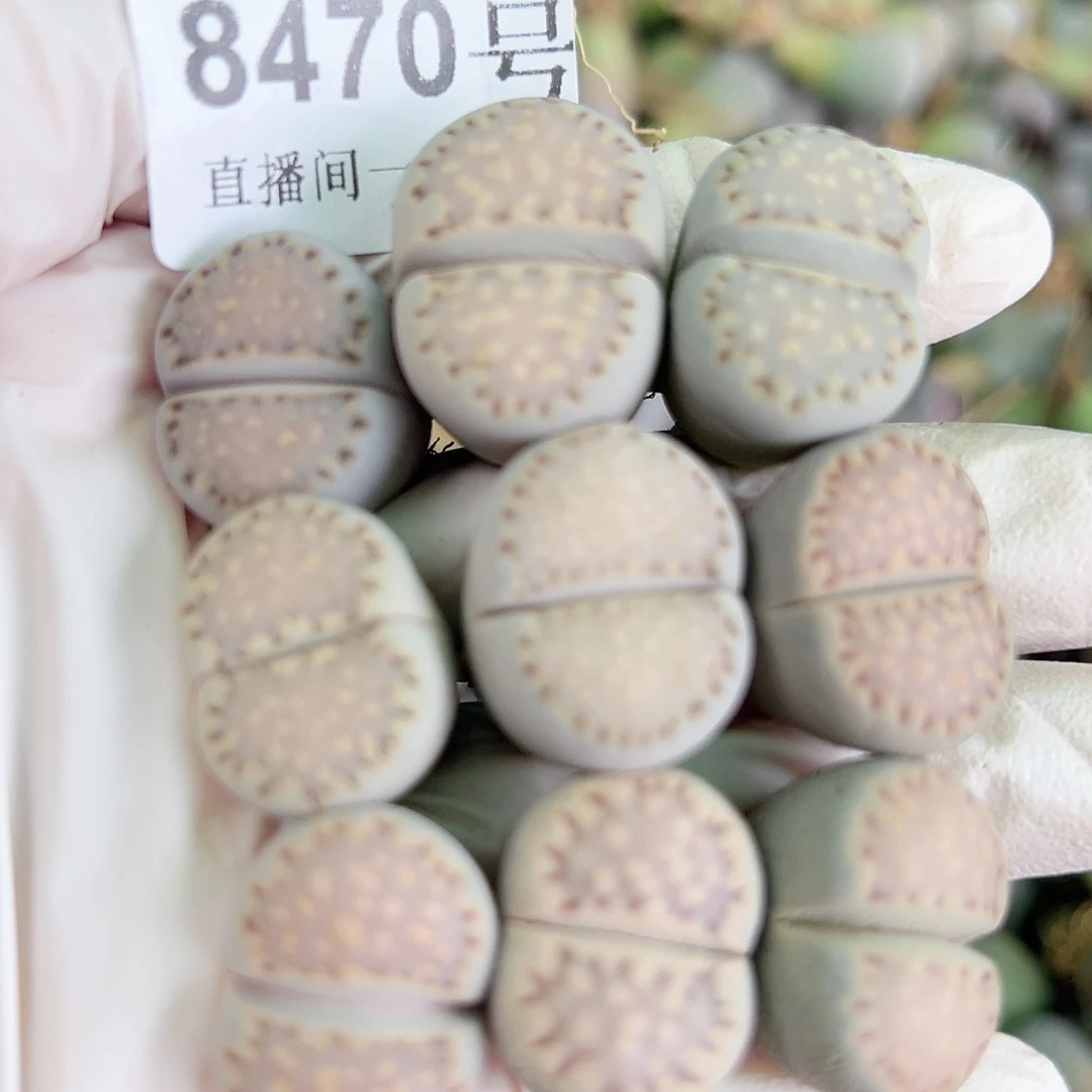 8470四年饼干9个2cm左右打包出