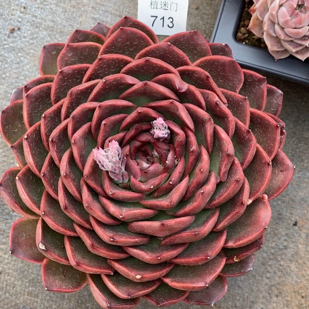 小****)杂交精品多肉713