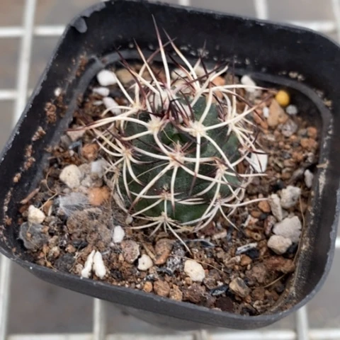 达氏青花虾2仙人球