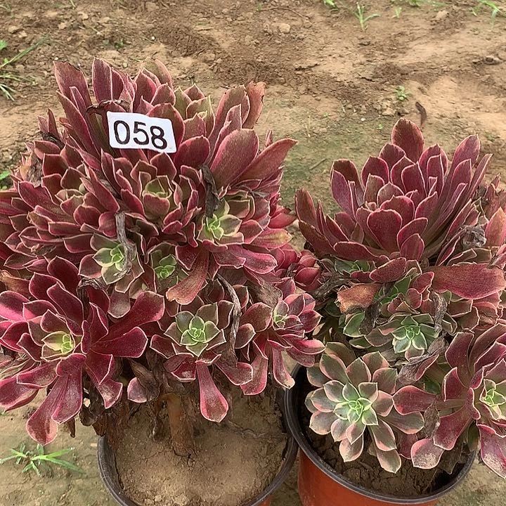 无花朵058两颗金丝缺多肉植物