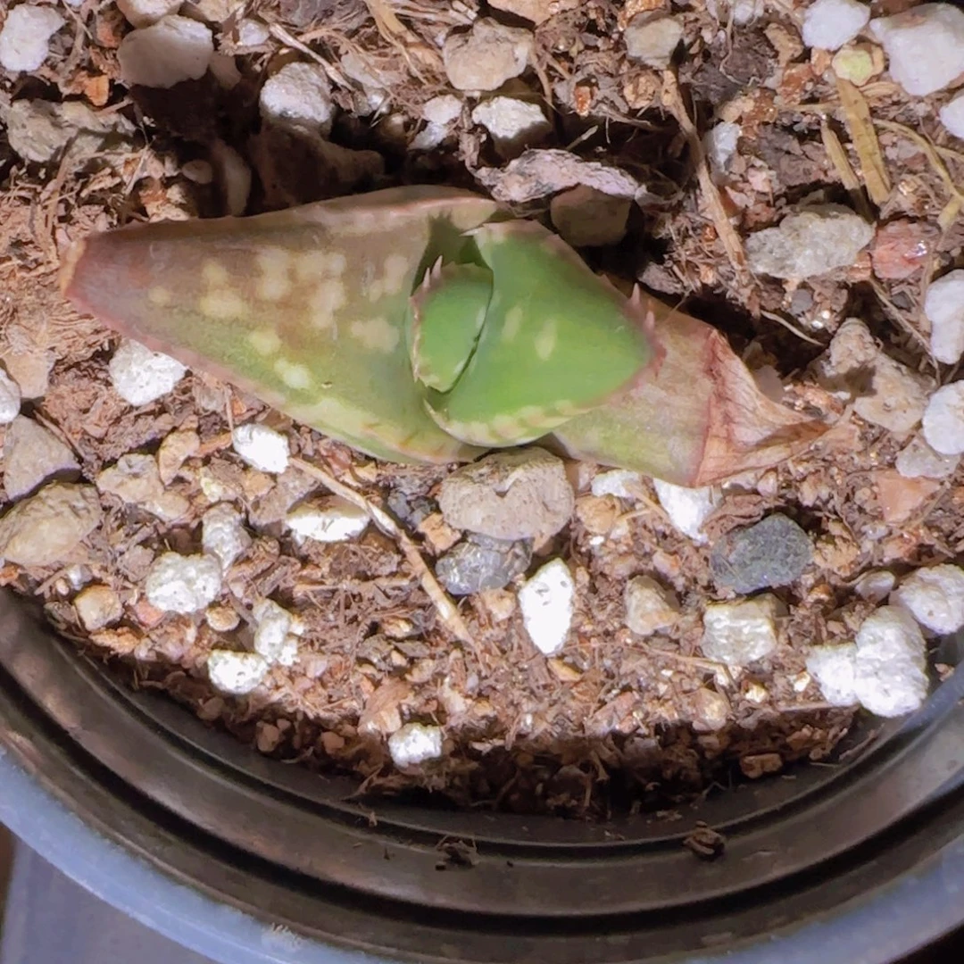 M***n块根植物块根植物